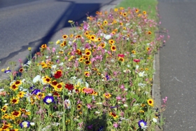 Murtal: Blütenpracht entlang der Kärntner Straße in Knittelfeld