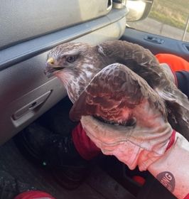 Verletzter Mäusebussard auf der Murtal Schnellstraße gerettet
