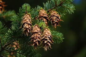 Der Wald der Zukunft ist anders