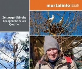 Zurückgekehrte Störche bezogen ihr neues Quartier