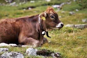 Steirische Almwirtschaft in großer Sorge!
