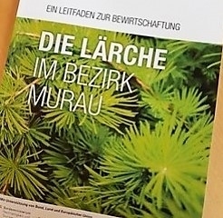Die Lärche: ihr Potenzial und wie man es optimal nutzt