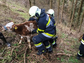 130 Kilo schweres Kalb aus Grube gerettet