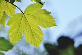 Stressresistent, invasiv, kostspielig? Vor- und Nachteile nichtheimischer Baumarten in der Stadt
